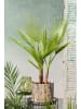 GARDENZO 2er-Set: Washingtonia robusta Mittel 