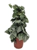 MeinVIPShop Efeutute Scindapsus pictus Silvery Ann 50cm