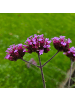 NatureNest 6 Eisenkraut pflanzen  Verbena bonariensis  