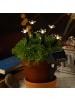 MARELIDA LED Solar Lichterkette Blumen 5 Beetstecker H: 17cm in transparent