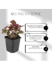 NatureNest 6 Purpurglockenblumen Pflanzen  Heuchera micrantha 'Palace Purple'  