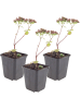 NatureNest 3er: Set Sedum Matrona Pflanzen in Rosa