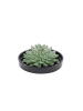 NatureNest Echeveria Pulidonis kompakte Sukkulente in Keramikschale