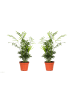 GARDENZO 2er-Set: Mexikanische Bergpalme