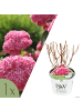 NatureNest 1 Hydrangea arborescens Pink Annabelle Pflanze in Rosa Topf 19 cm Höhe 30 cm