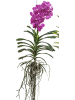 exotic living Echte blühende Orchidee Vanda pink