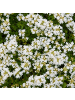 NatureNest 3er-Set: Thymus praecox Albiflorus Staude mehrjährig in Weiß