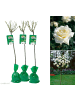 GARDENZO 3er-Set: XXL Großblütige Stielrosen in Weiß
