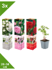 GARDENZO 3er-Set: Pfingstrose (Paeonia lactiflora) in Mischung