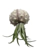 MeinVIPShop 1er Set Seeigelgehäuse Sputnik mit Tillandsia kammi grün