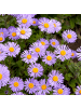 NatureNest Herbstaster Asran Set 12 Aster ageratoides winterhart