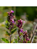 NatureNest 3er: Set Teucrium chamaedrys Pflanzen in Rosa