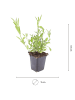 NatureNest Eisenkraut Set 3 Verbena bonariensis violett