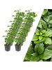 NatureNest 12 Dickmannskraut pflanzen  Pachysandra terminalis 