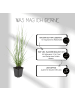 NatureNest 6 Lampengras pflanzen  Pennisetum alopecuroides 'Hameln'  