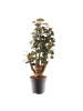 MeinVIPShop Polyscias Fabian 60cm Zimmerpflanze