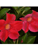 NatureNest Mandevilla rot Set 3 Dipladenia sanderi für Balkon