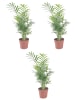 MeinVIPShop 3 x Bergpalme 40cm Zimmerpflanze