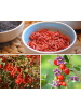 GARDENZO 4er-Set: Goji-Beeren Superfood-Pflanzen in Rot