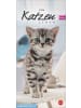 Heye Kalender Kalender - Whiskas Katzenleben Kalender 2026