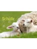 Ackermann Kunstverlag Kalender - Schafe Kalender 2026