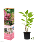 GARDENZO 3er-Set: pan. 'Pink Diamond' Hortensien in Rosa