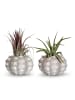 MeinVIPShop Bezaubernde Kombination aus Seeigelgehäuse und Tillandsia 2 er Set