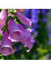 NatureNest 3er-Set: Digitalis purpurea Staude bienenfreundlich in Violett