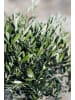 GARDENZO 2er-Set: Olivenbäume XL 90-110cm