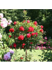 GARDENZO 3er-Set: Mini-Stamm Rosen in Rot