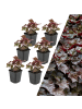 NatureNest 6 Purpurglockenblumen Pflanzen  Heuchera micrantha 'Palace Purple'  