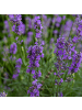 NatureNest Lavendel Hidcote Set 12 Lavandula angustifolia