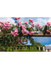 GARDENZO 4er-Set: Rosen Kletterrosen in Bunt
