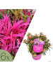 NatureNest 6er: Set Rhodo Azalea StarStyle Lila Pflanze in Lila