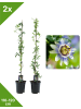 GARDENZO 2er-Set Passionsblume blau 110-120cm 2L Topf