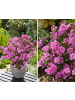 GARDENZO 3er-Set: Azalee in Lila