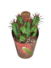 MeinVIPShop Wolfsmilch Euphorbia Enopla 