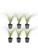 NatureNest 6er: Set Stipa tenuissima Ponytails Pflanzen in Grün