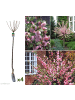 GARDENZO 4er-Set: XXL Ziermandelbaum in Rosa