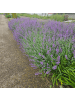 NatureNest 6 Katzenminze-Pflanzen  Nepeta 'Walker's Low'  