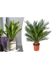 GARDENZO Cycas Revoluta Groß 