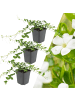 NatureNest 3 Weiße Immergrünpflanzen  Vinca minor 'Alba' 