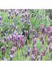 NatureNest 2er: Set Lavandula stoechas Anouk Hochstamm im Dekotopf in Lila