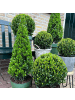 NatureNest Japanische Stechpalme Kugelform Set 2 Ilex crenata Jenny