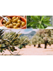 GARDENZO 8er-Set: Planzen Oliven 