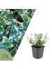 NatureNest Spindelstrauch Emerald n Gaiety Set 3 Euonymus