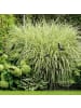 relaxdays 5x Beetzaun in Schwarz - (H)46 cm