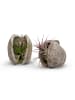 MeinVIPShop Exotische Pterygota alata Schale weiß mit Tillansia 2er Set