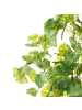 Beliani Kunstpflanze GINKGO TREE in Grün/Schwarz - (W) 60 x (H) 150 x (L) 60 cm