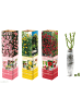 GARDENZO 4er-Set: Rosen Kletterrosen in Bunt